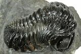 Arched Austerops Trilobite - Ofaten, Morocco #323727-2